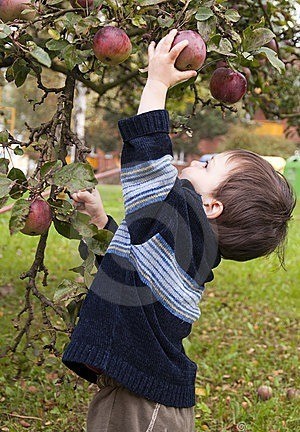 child-picking-apple-18895541