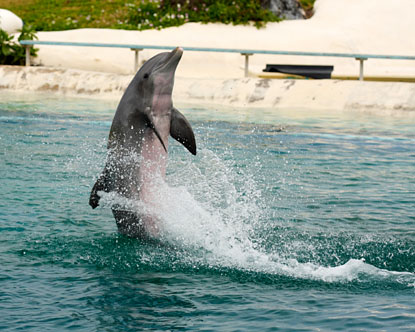 dolphin-swims